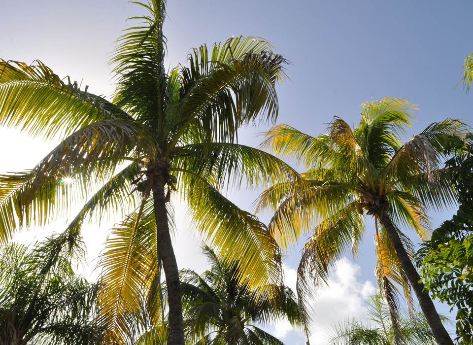 Gite_Rural_Flane_Capesterre_Belle_Eau_Guadeloupe_vacances