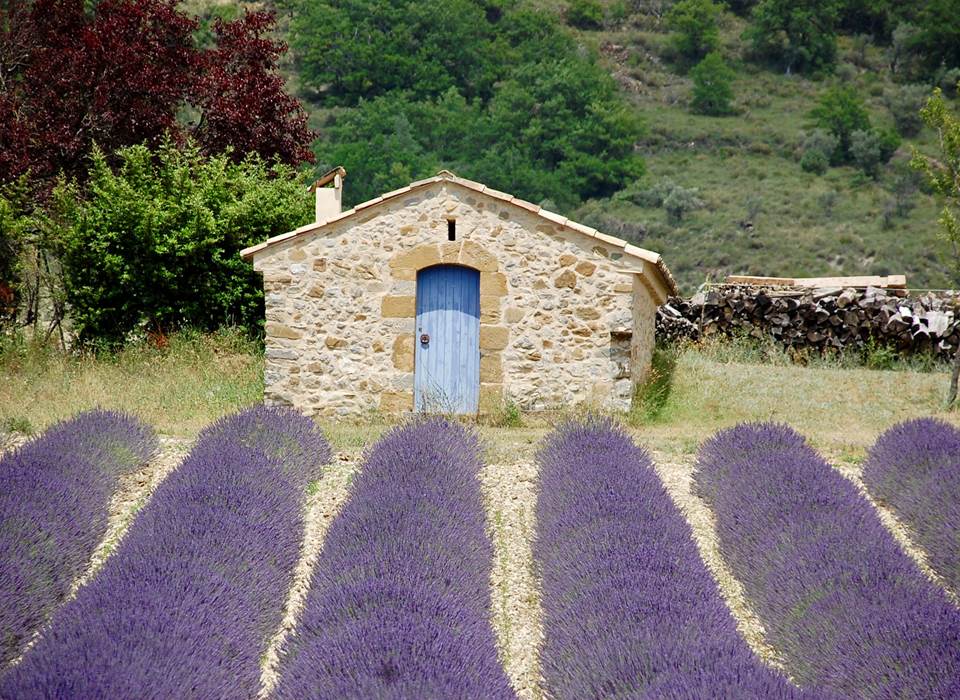Lavande Provençale