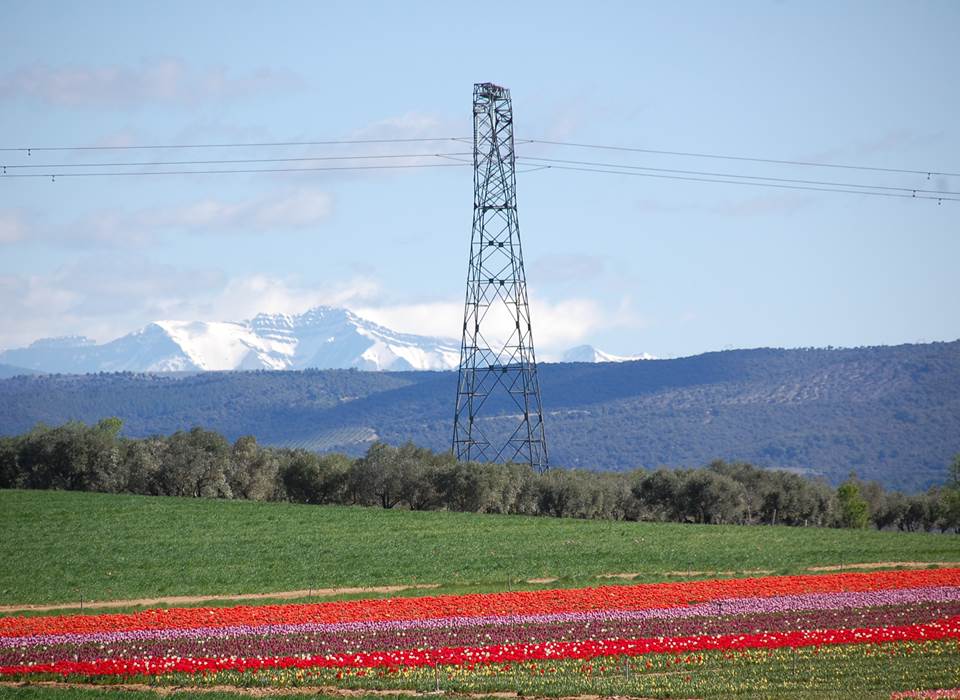 Les tulipes en Provence
