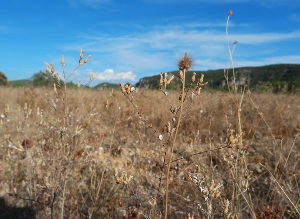 garrigue1-k