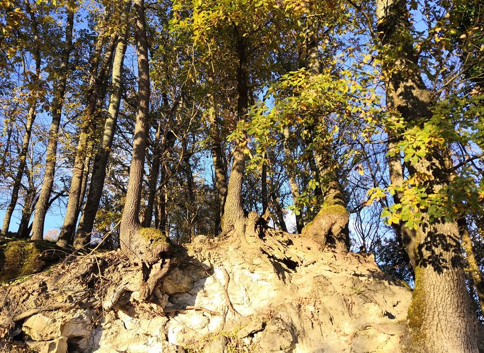 roche et arbres