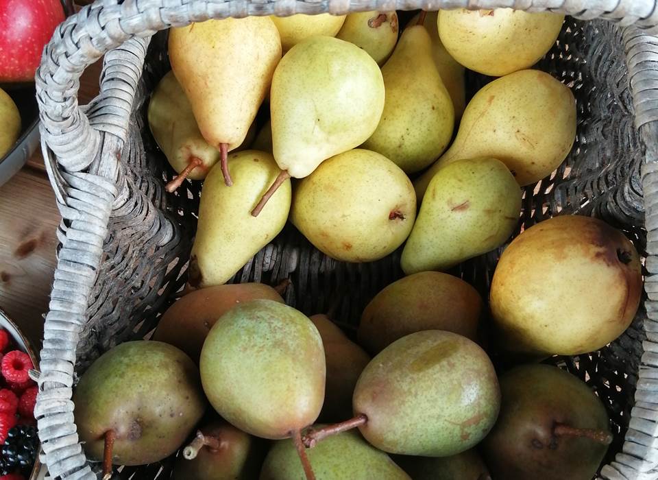 Les poires du jardin