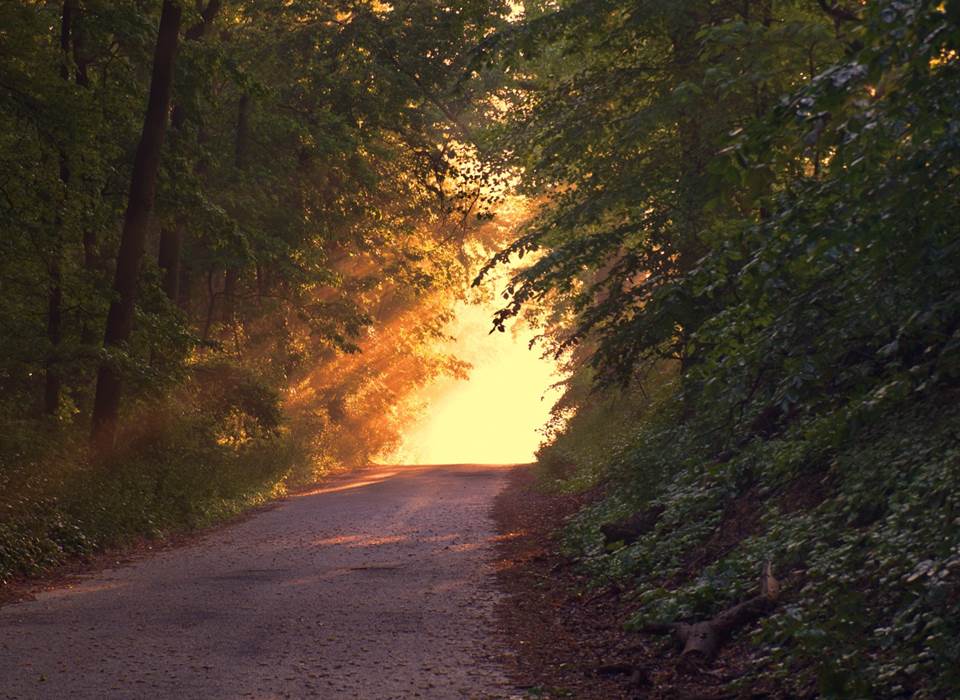 En forêt