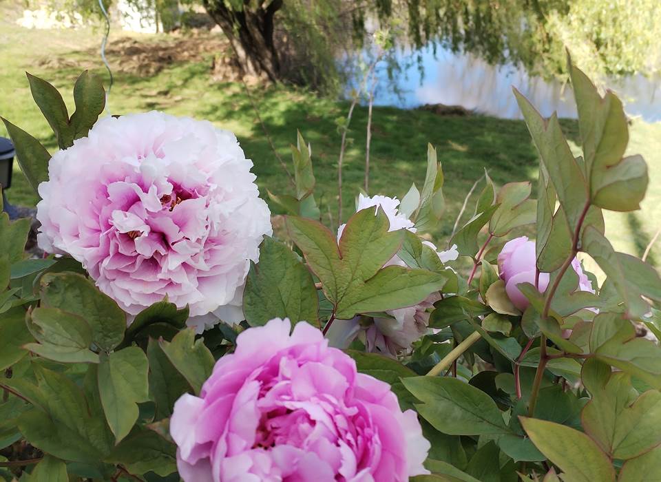 printemps fleurs étang