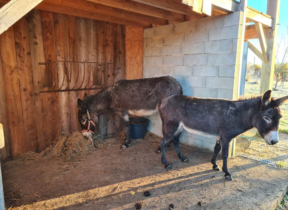 ânes, ezels, caresser ânes, câlin âne, ezels aaien, ezel knuffelen, nourrir âne , caressing donkey