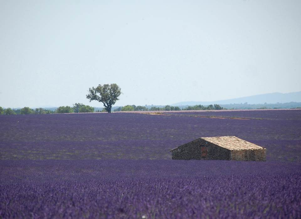 Champ de lavande à Valensole