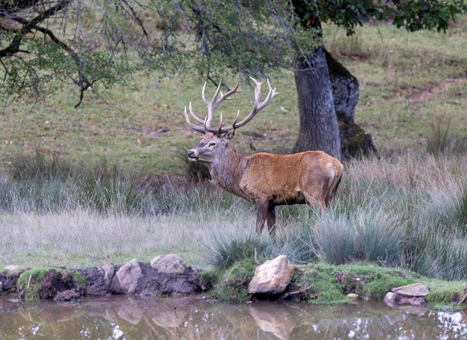 cerf-parc-saint-hubert-observation-nature-gages