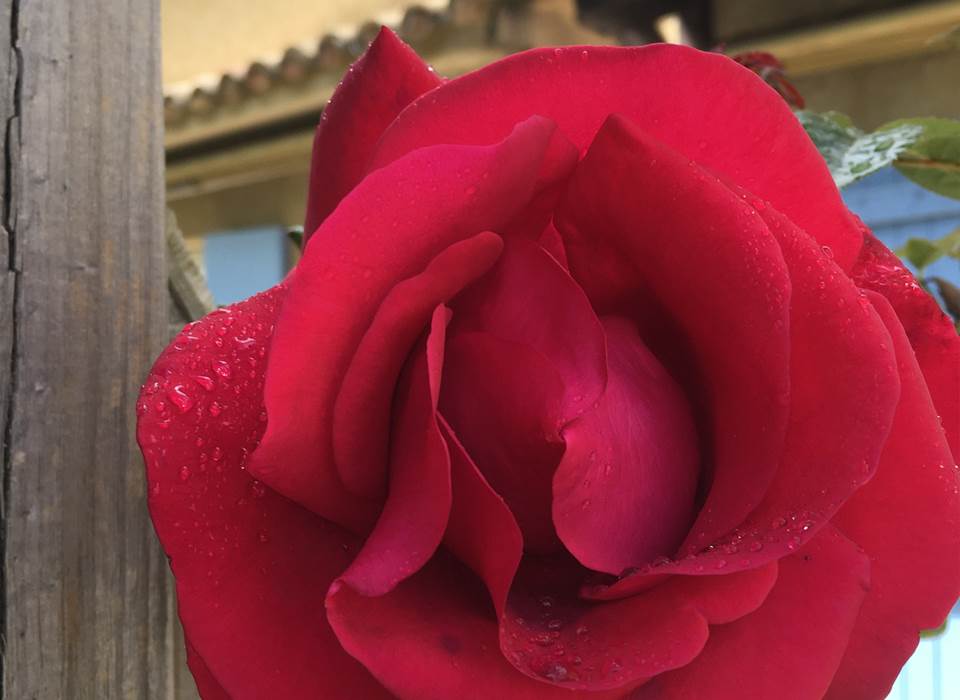 Cadeau d'un des rosiers MVG