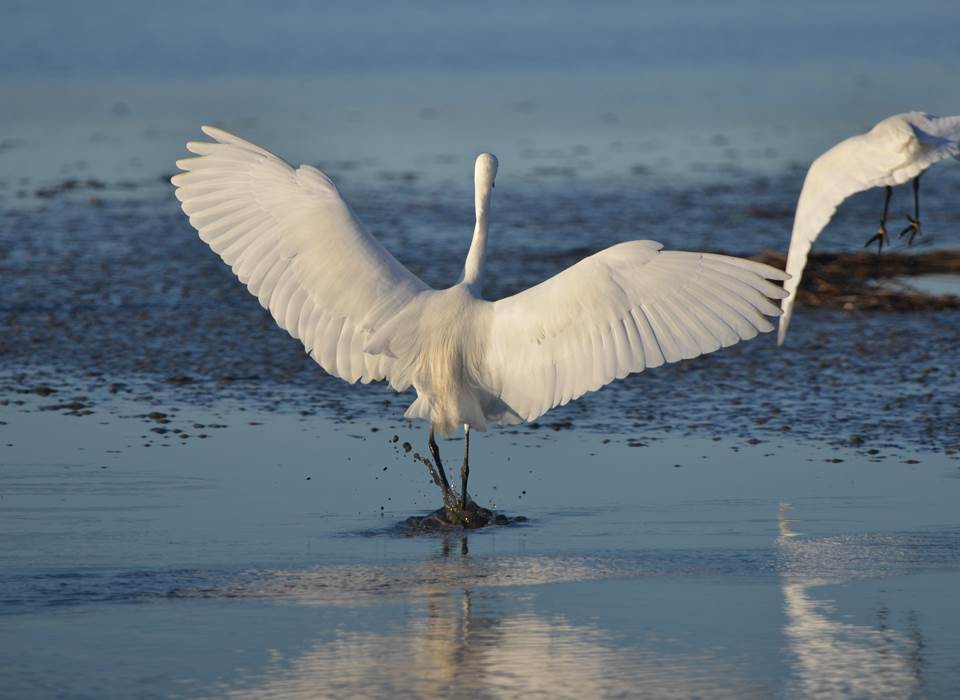 Territoire exceptionnel d'observation des oiseaux