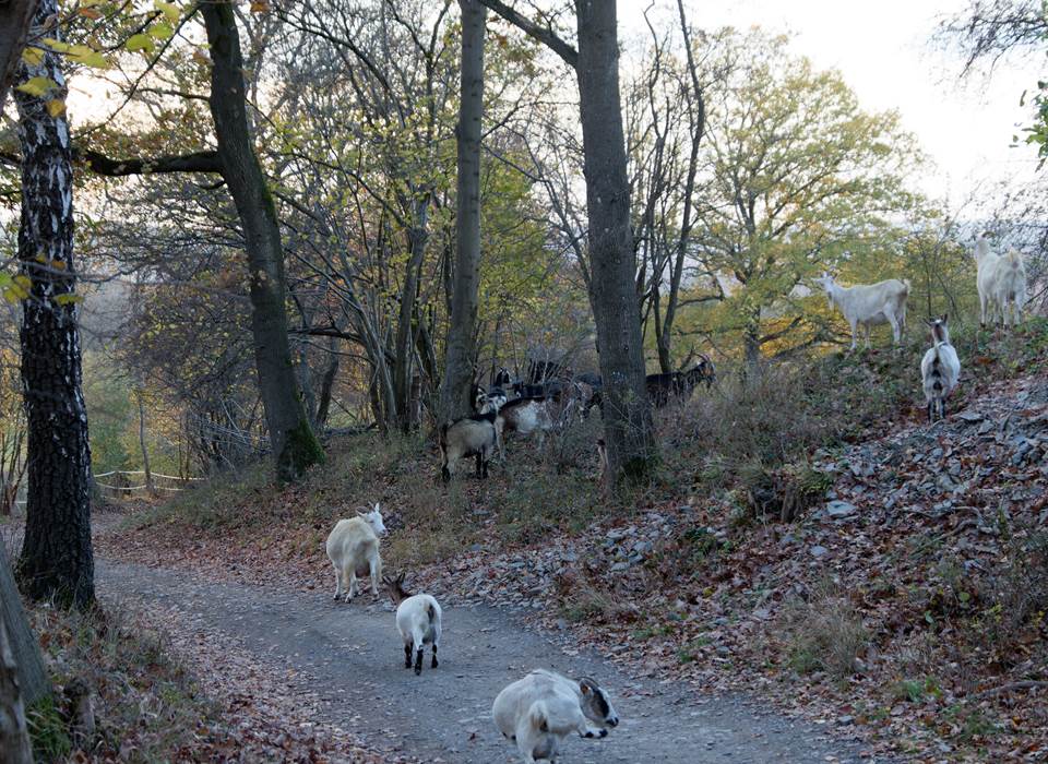 Chèvres sauvages dans un talus accédant au hameau de 'Sur la Heid'