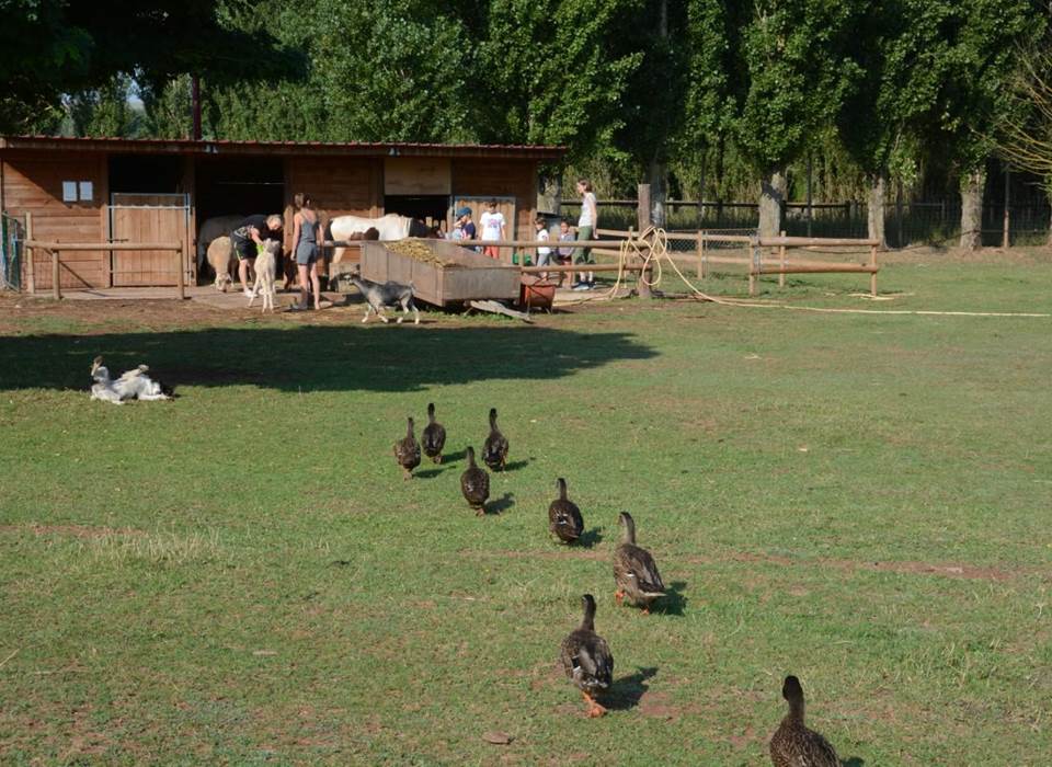 web-mini_ferme_canards-1350x900