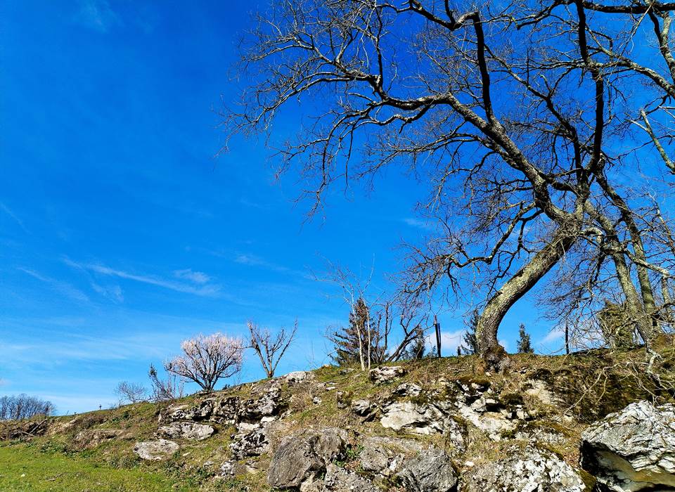 arbres nature rochers