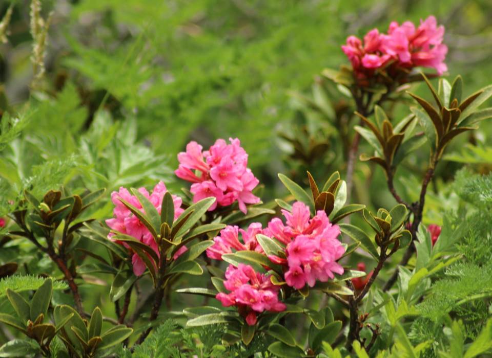 J'aime bien les rhododendrons ....