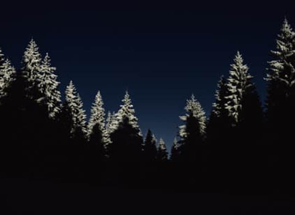 Sapins des Vosges