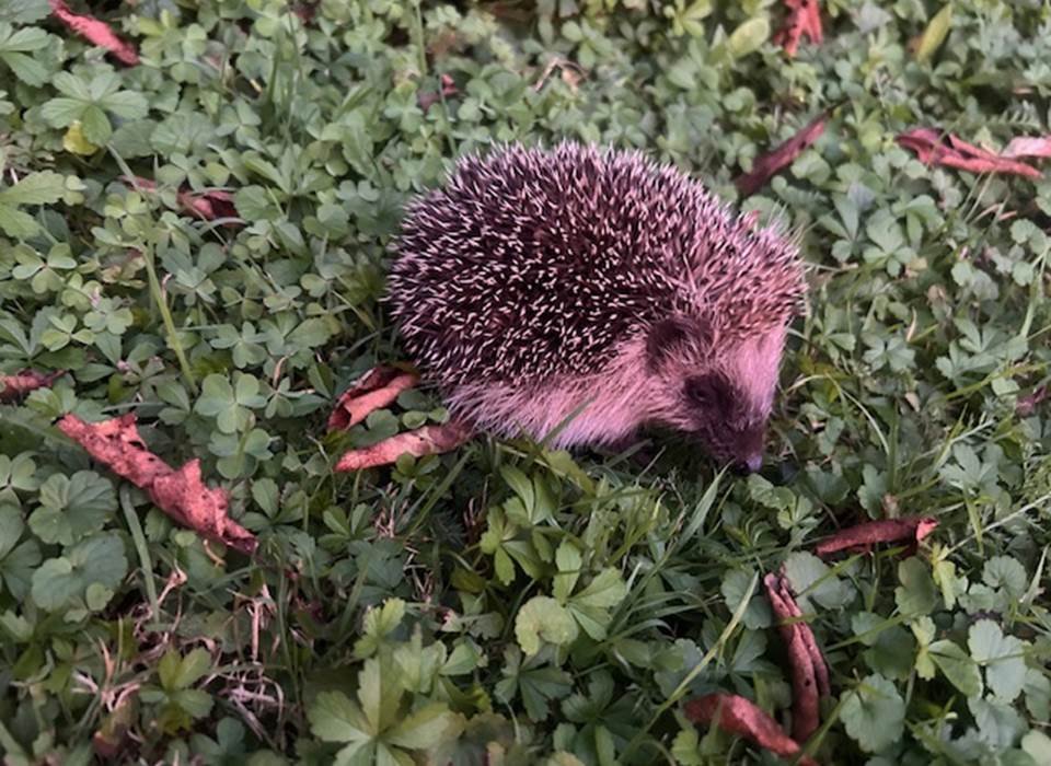 Un petit habitant du parc
