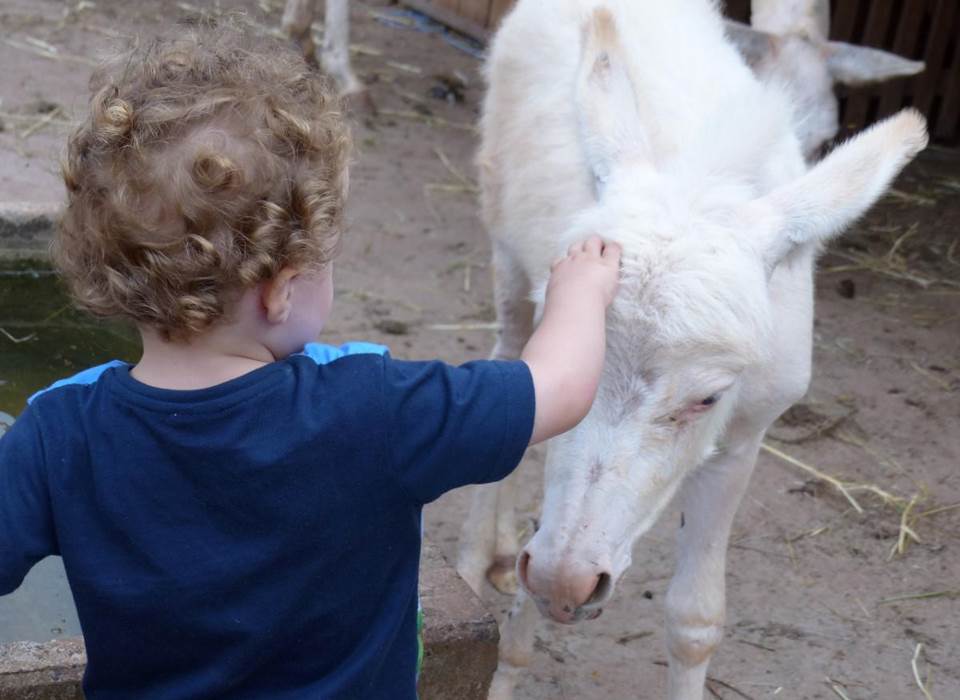 web-mini_ferme_avec_enfant-1200x900