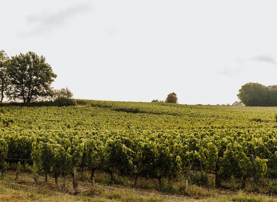 Maison d'hôtes gîte Saint-Emilion - 21