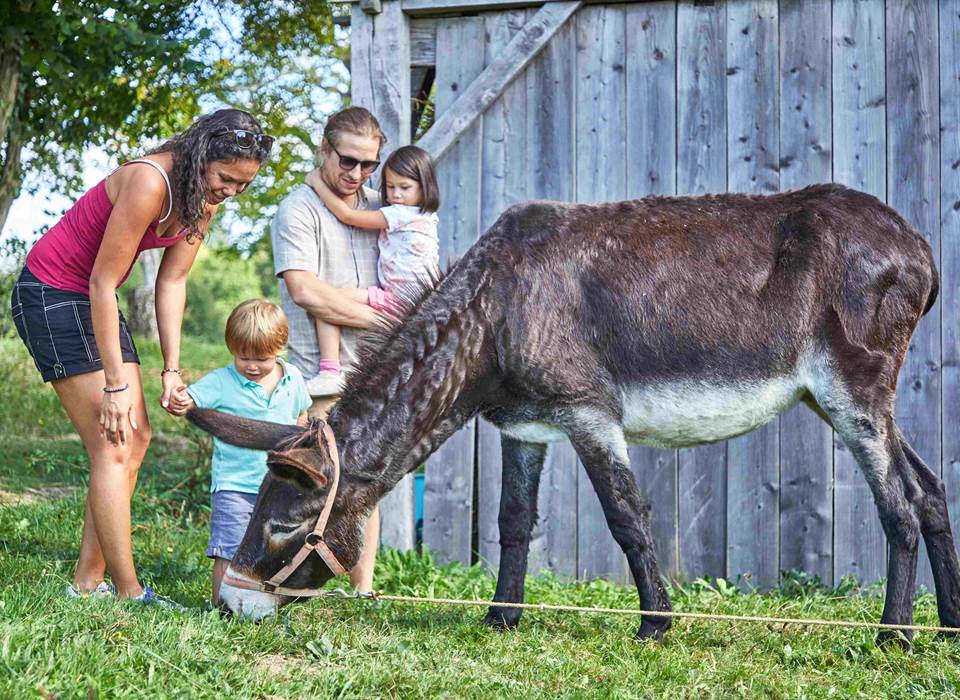 animaux aux camping
