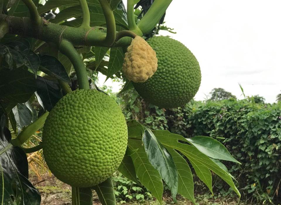 Gite_Rural_Flane_Capesterre_Belle_Eau_Guadeloupe_vacances