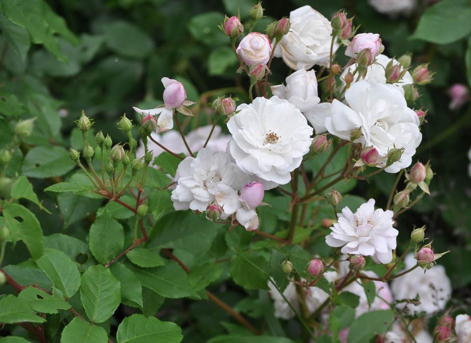 Roses anciennes