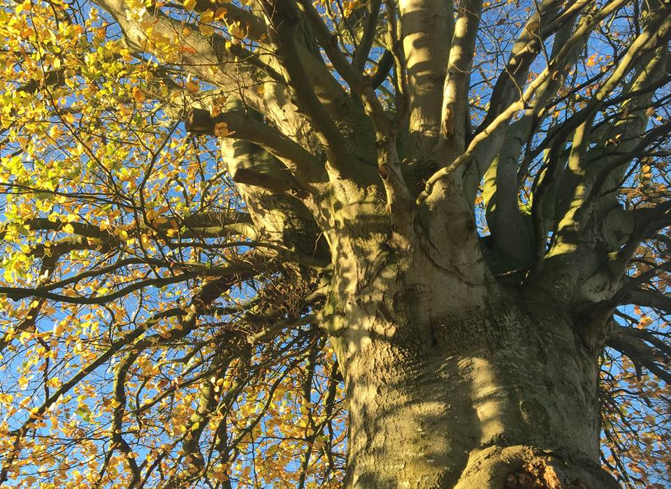 ClosSaintJoseph_Arbre Remarquable Tricentenaire