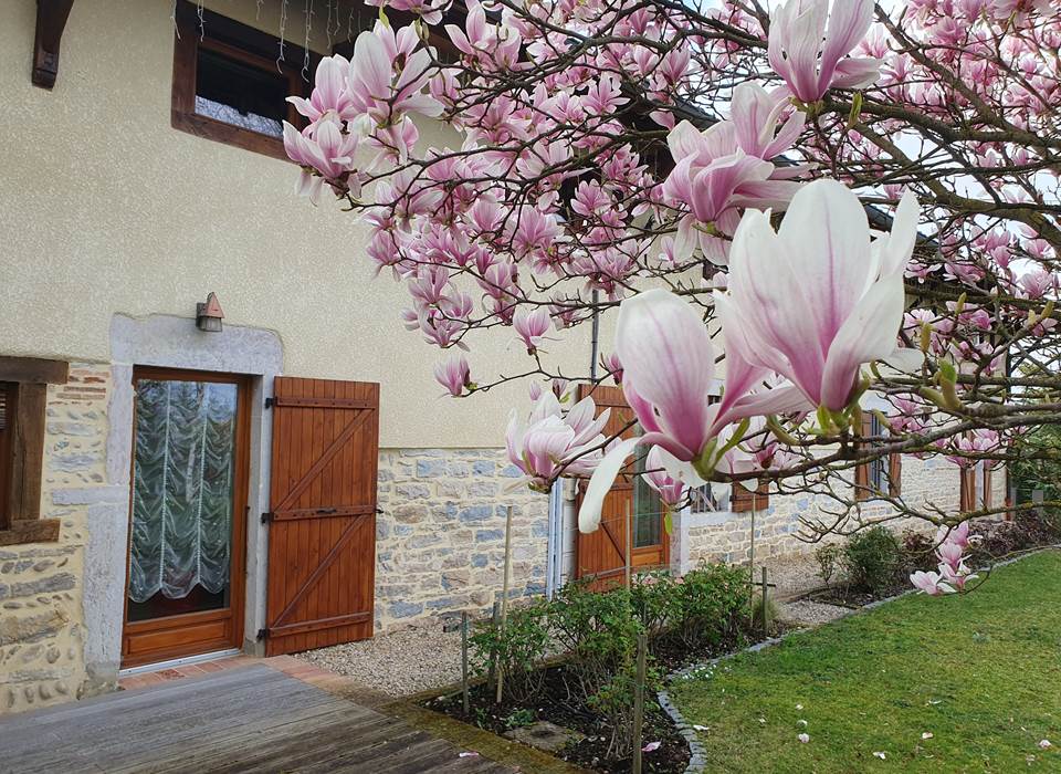 Magnolia