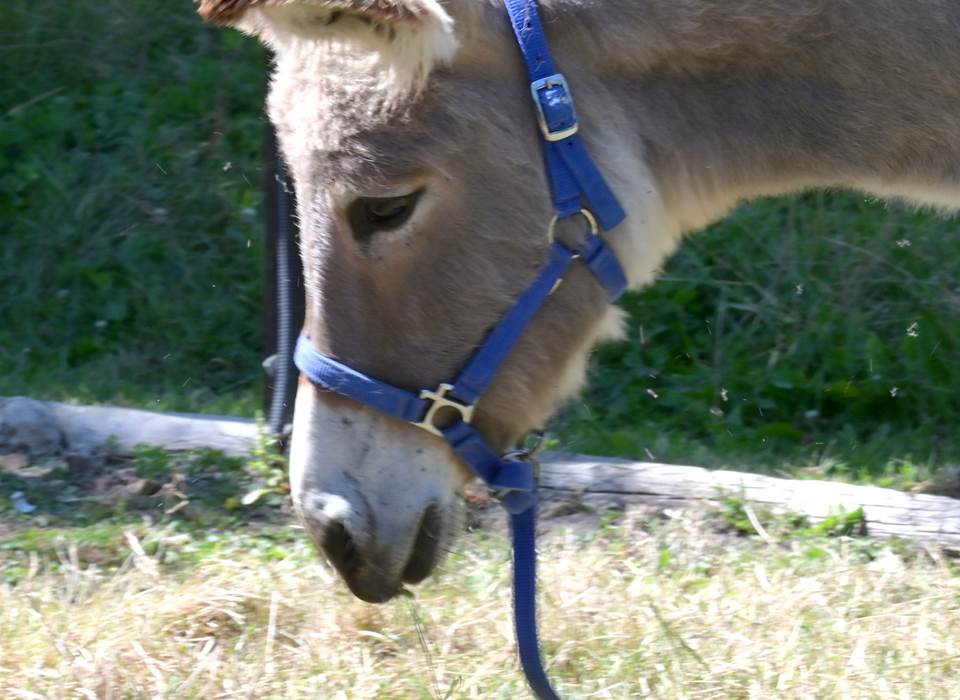 La belle Ora ânesse de 2 ans