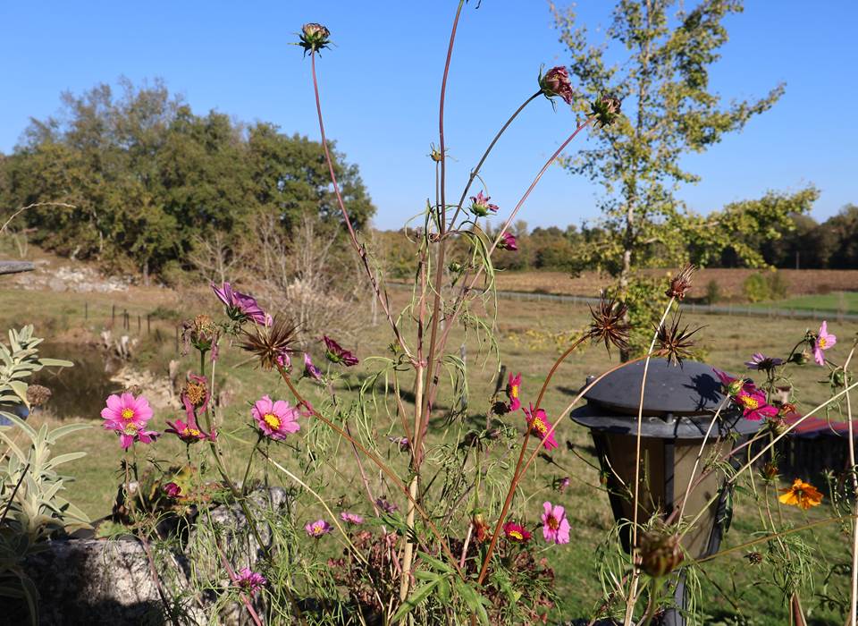 fleurs des champs