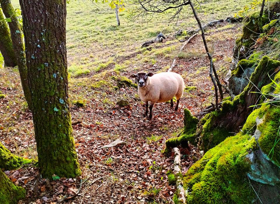 mouton animal forêt nature