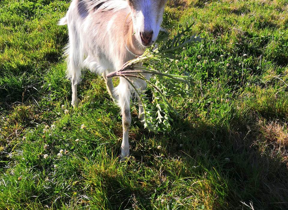 chèvre mangeant chardon