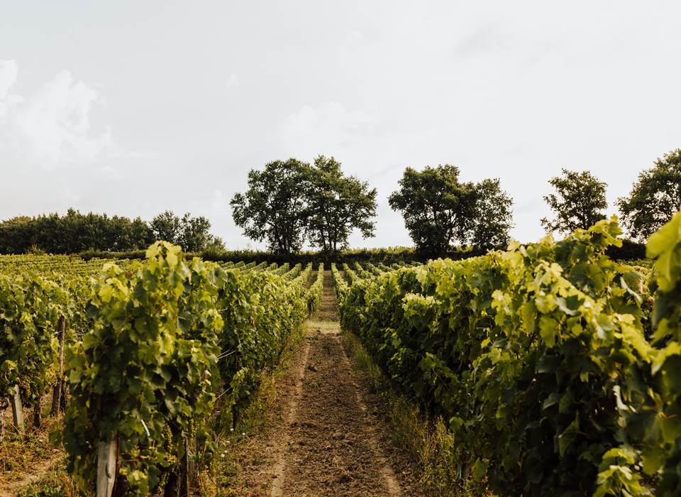 Maison d'hôtes gîte Saint-Emilion - 22