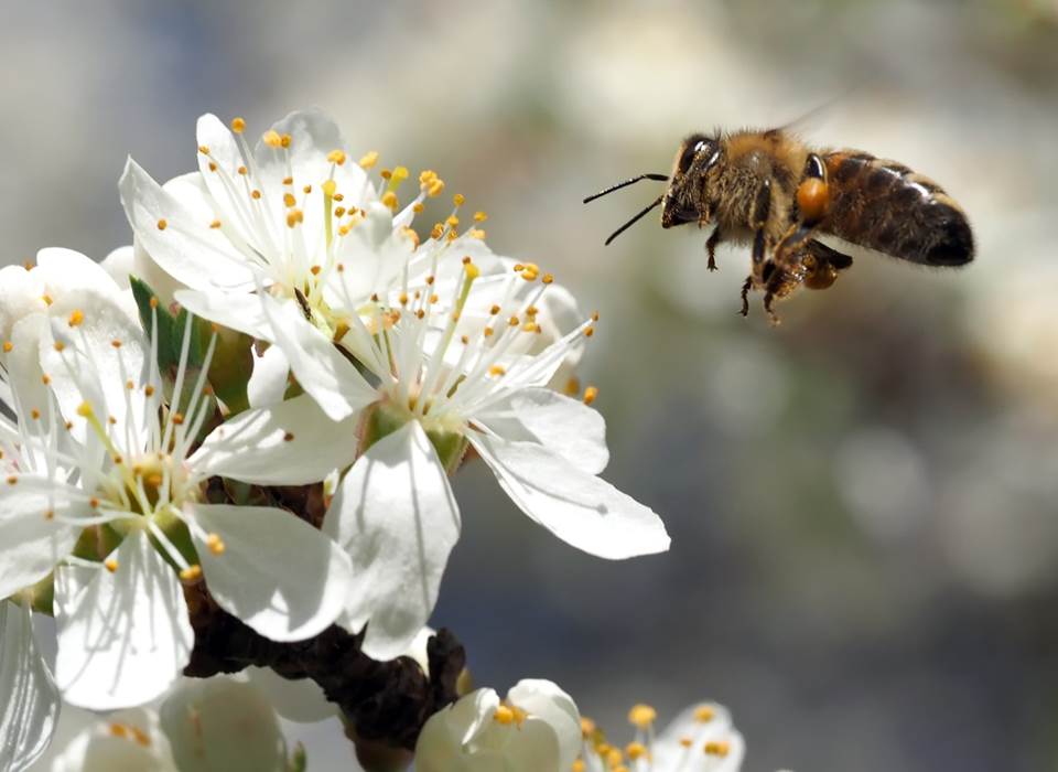 Ici, la nature est particulièrement préservée