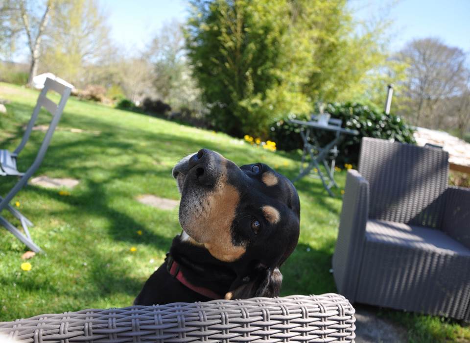 Il y a aussi Ilton le chien...