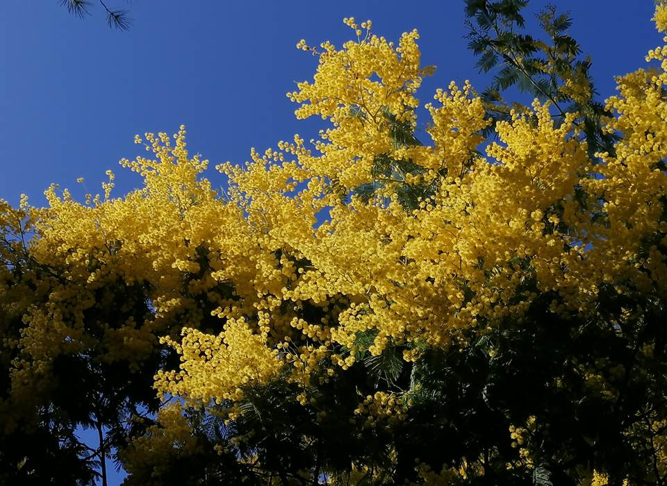 Février sur le Bassin d'Arcachon : les mimosas en fleur parfume l'atmosphère