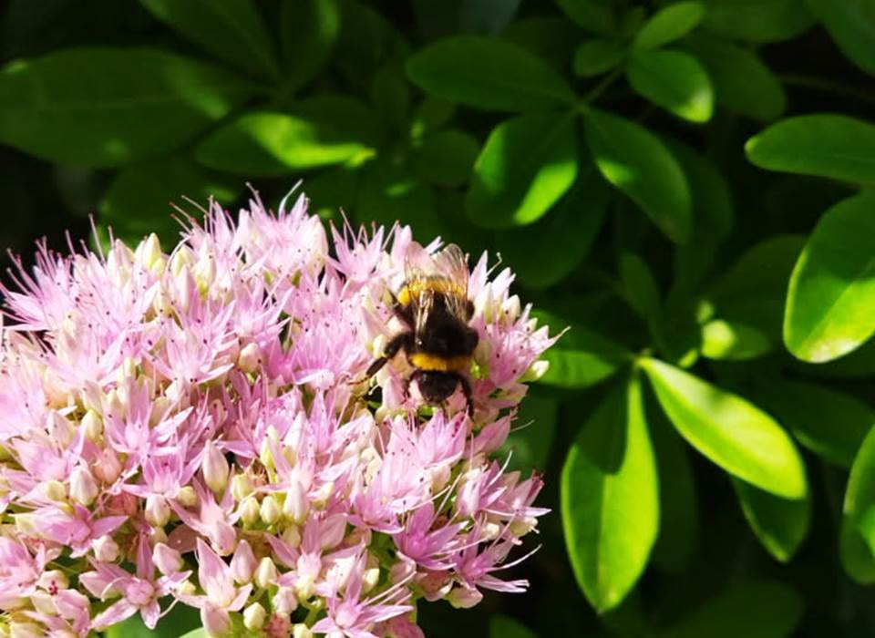 Une Butineuse du jardin