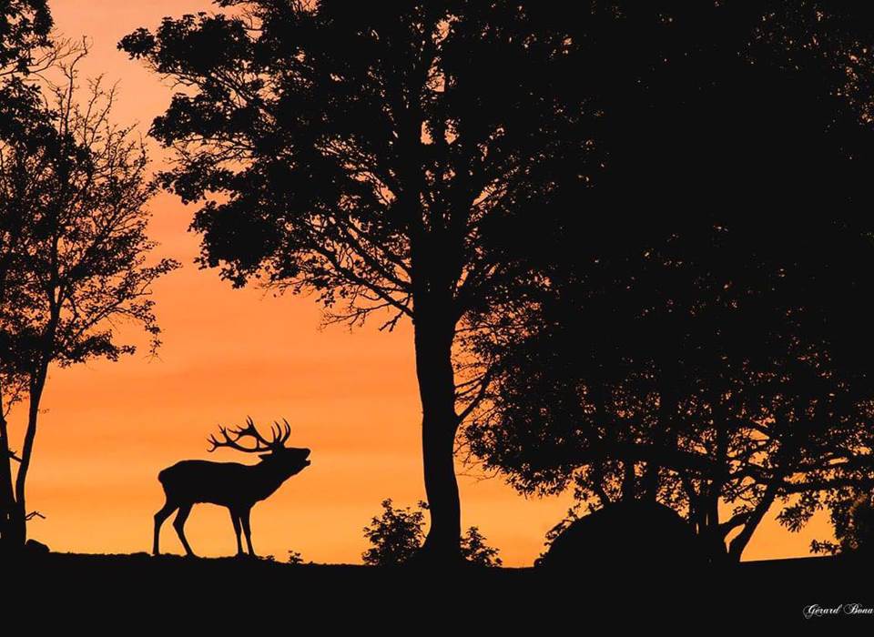 cerf-brame-nature-couple-parc-animalier-saint-hubert-gages
