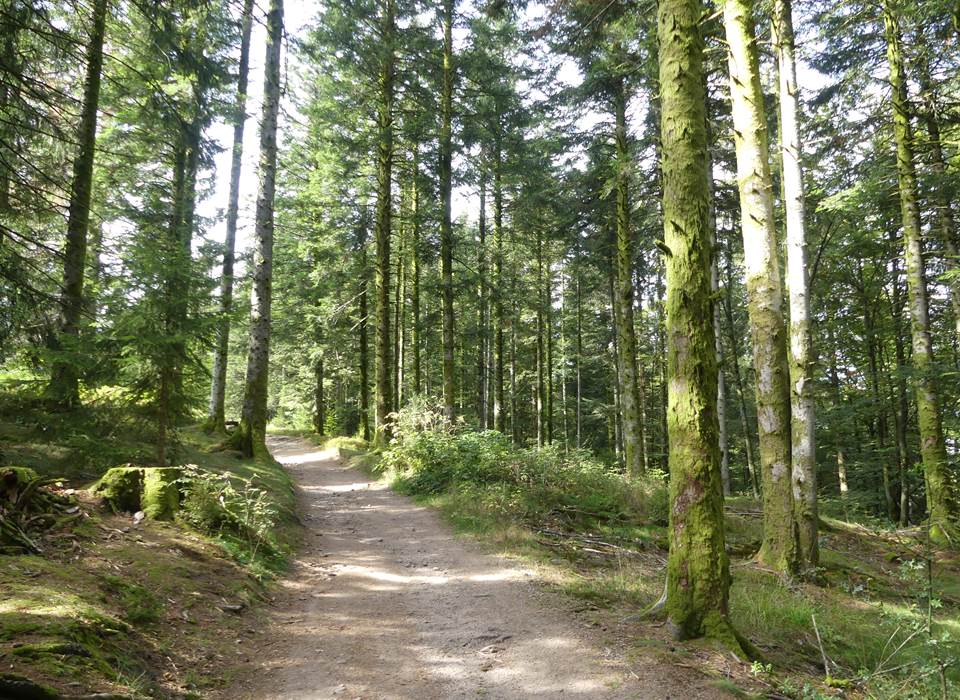 foret2