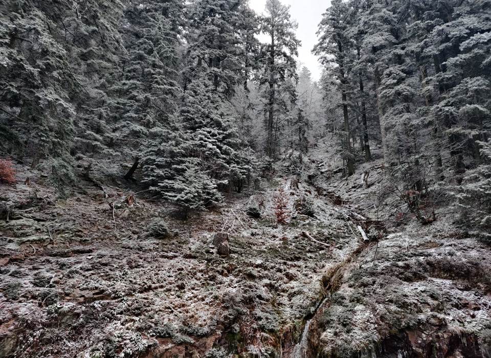 Balade en forêt