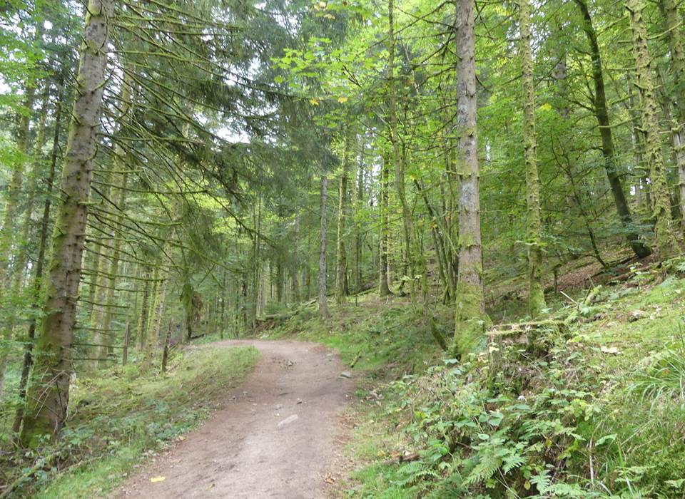 forêt