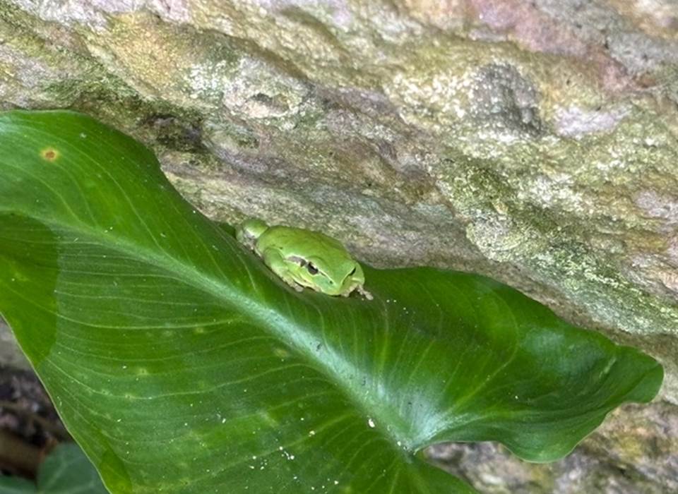 Les habitantes du jardin