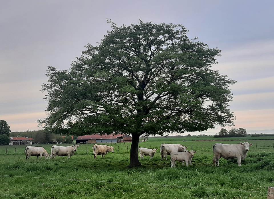 Vue sur la prairie et les vaches