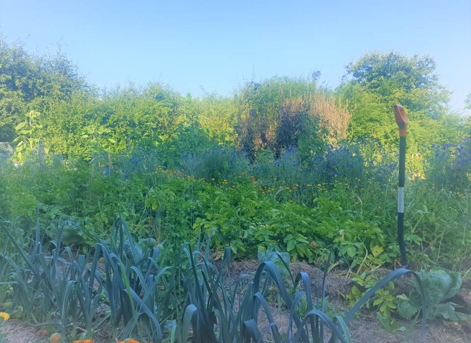 moestuin1