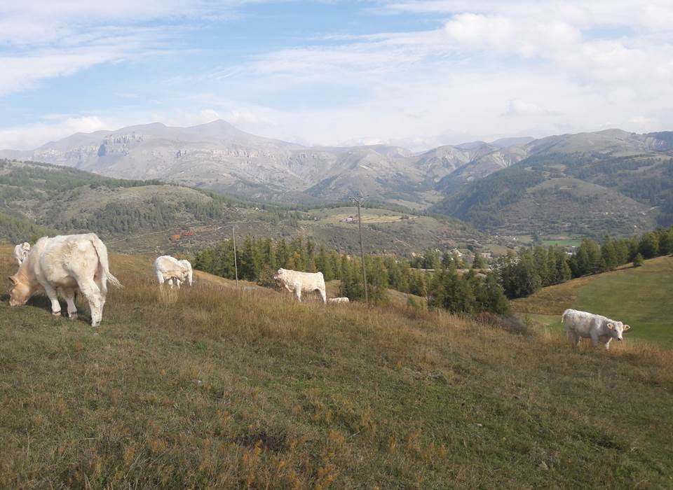 Les Charolaises