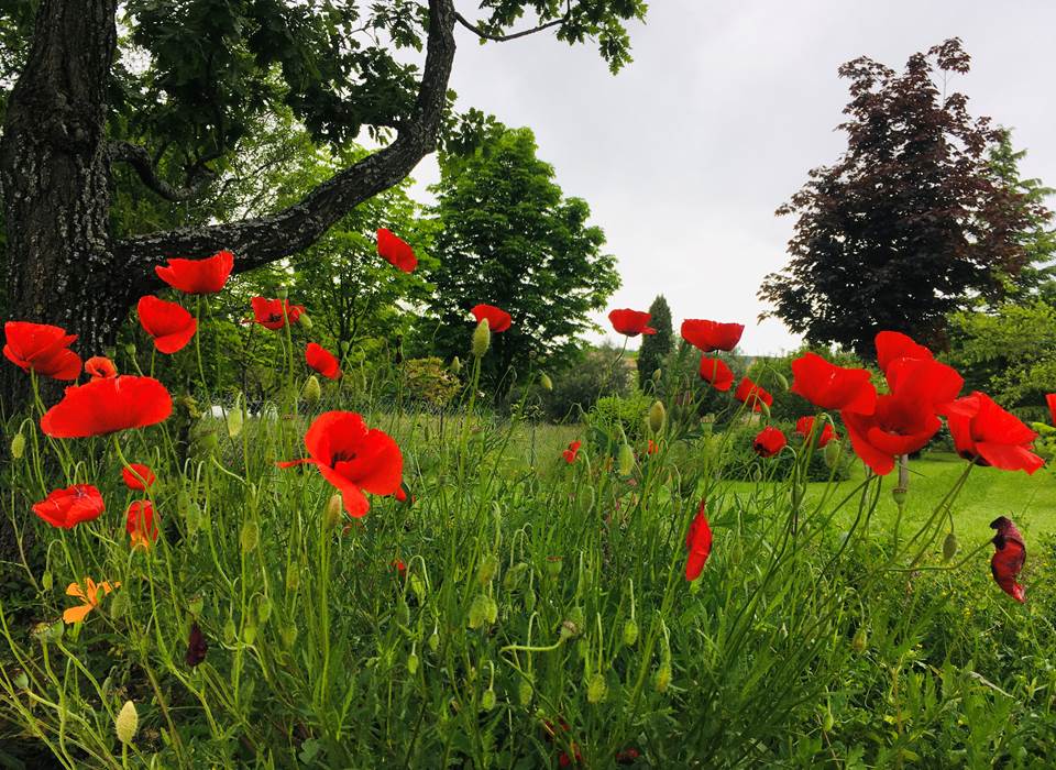 Coquelicots dans les Alpes de Haute Provence