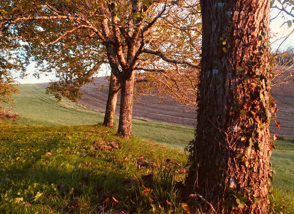 Le jardin en automne et ses couleurs