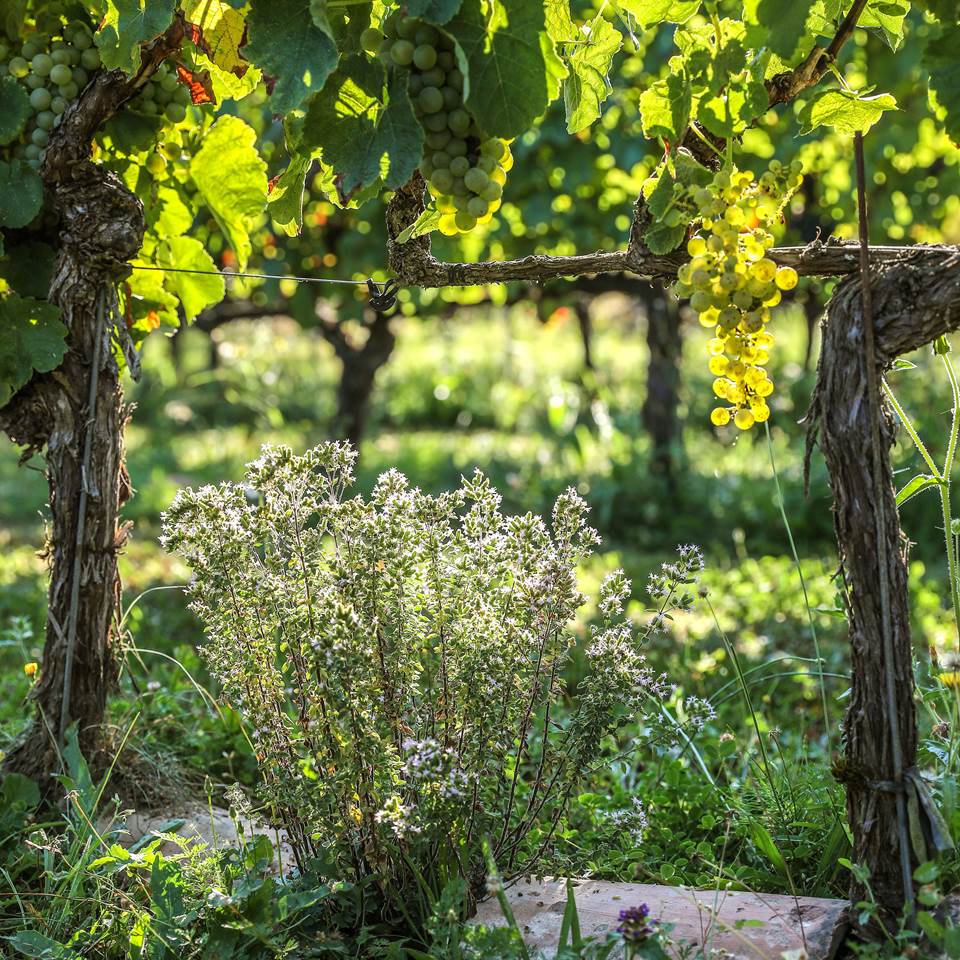 Vignes en permaculture.
