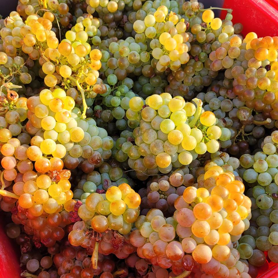 domaine la beille roussillon