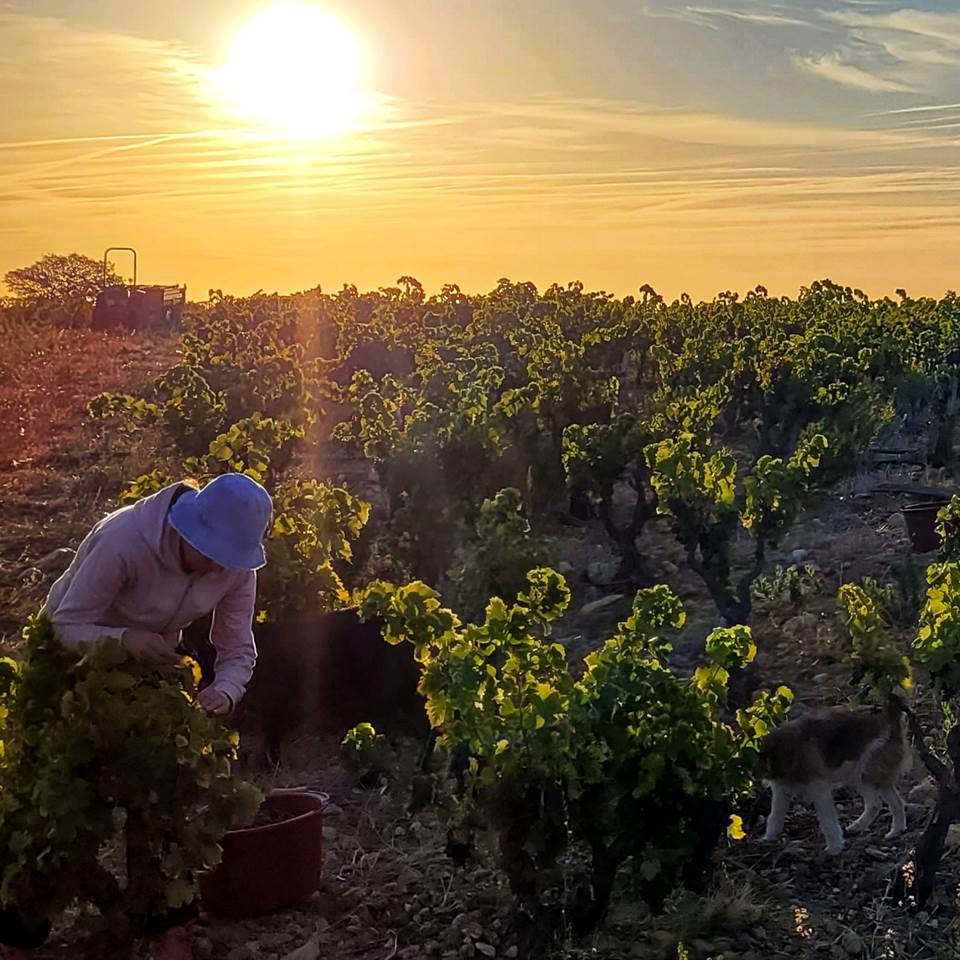 domaine la beille roussillon