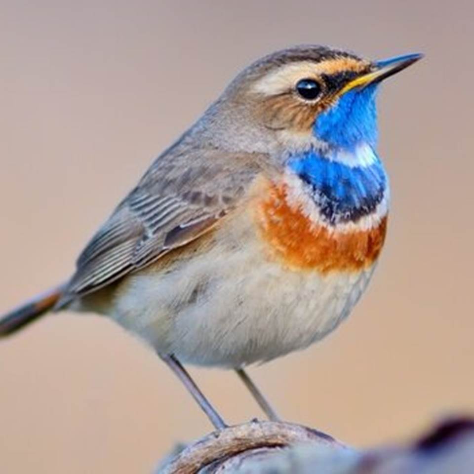 faune flore val de Somme