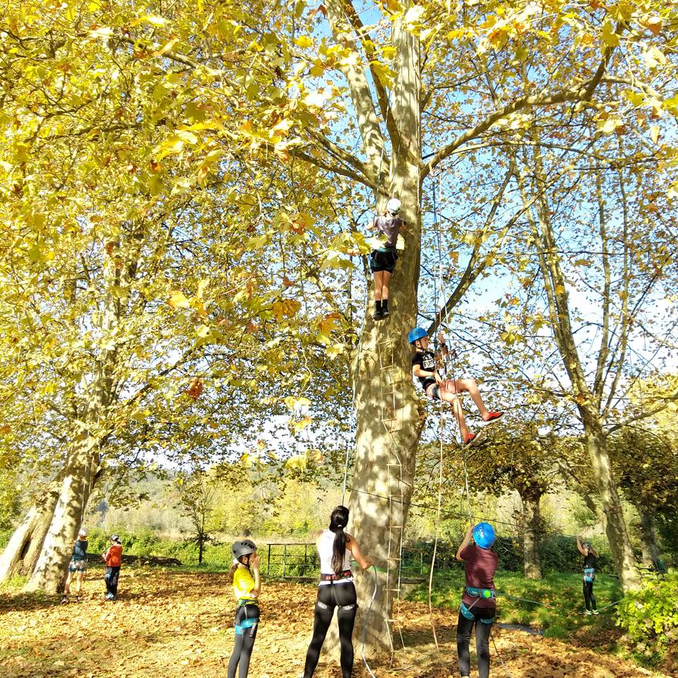 Escalade dans les arbres Pau  Pyrénées Atlantiques